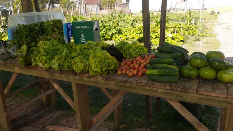 Verduras recogidas sobre una mesa